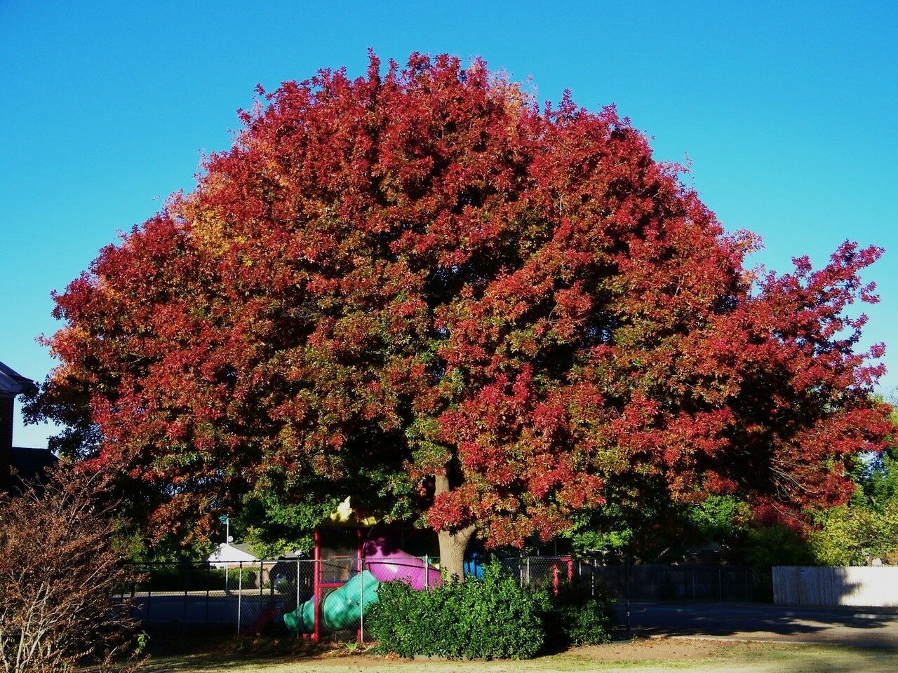 5PCs Red Oak Tree Seeds Viable Bonsai Plants Beautiful Decoration in Home Garden