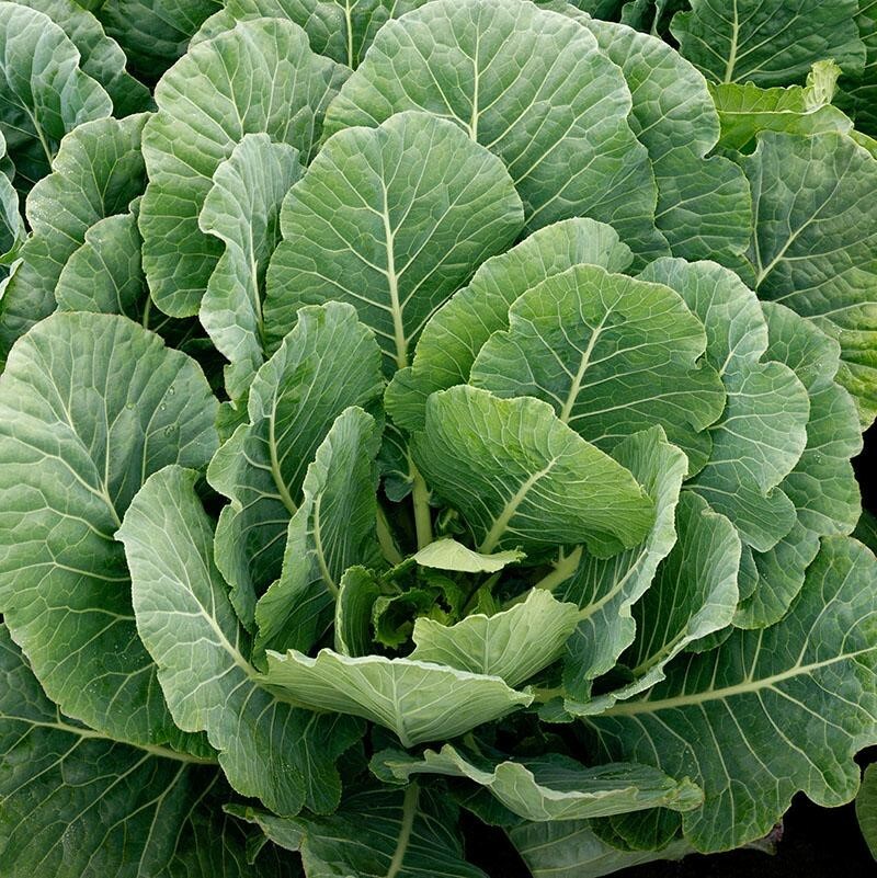 Collard Greens Seeds USA Garden Southern Vegetable Collards Green Kale Seed 2021 Collard Greens Seeds USA Garden Southern Vegetable Collards Green Kale Seed 2021