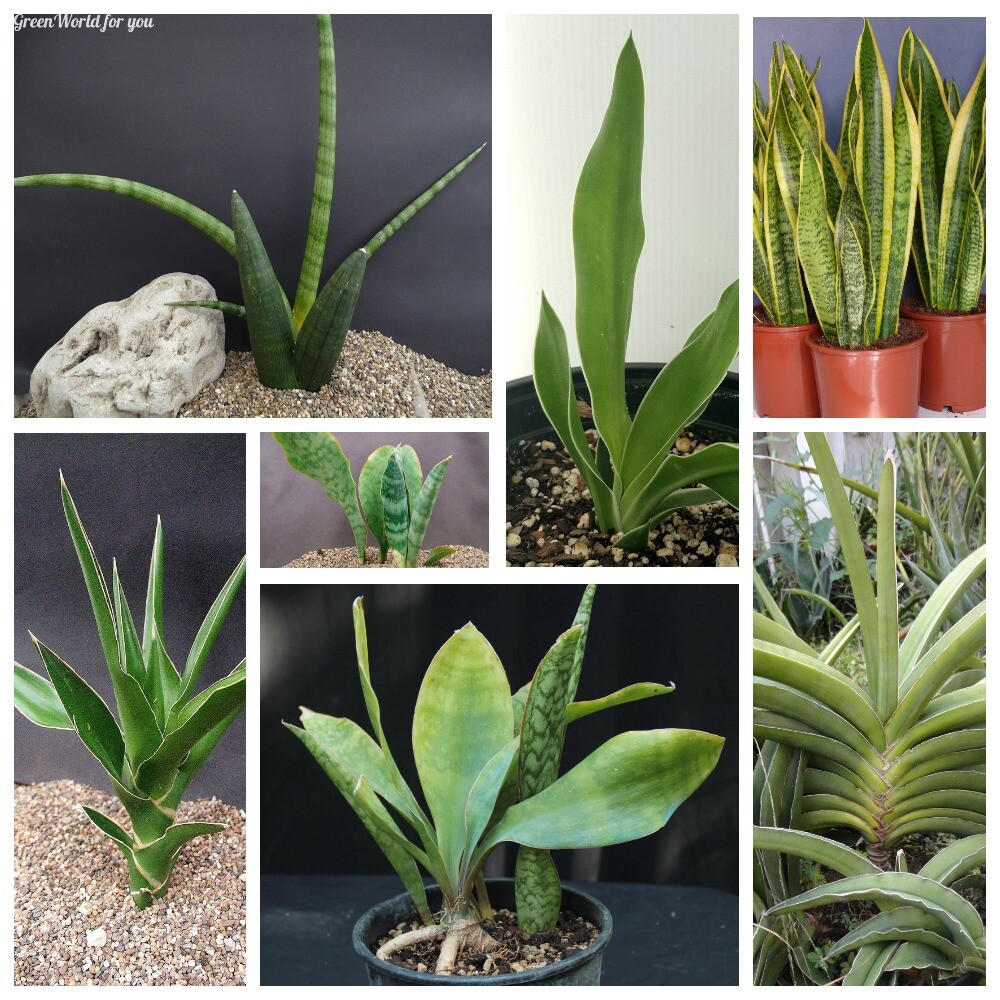 50Pc Sansevieria Herb Seeds Rare 15 Kinds Beautiful Perennial Home Garden Plants 50Pc Sansevieria Herb Seeds Rare 15 Kinds Beautiful Perennial Home Garden Plants