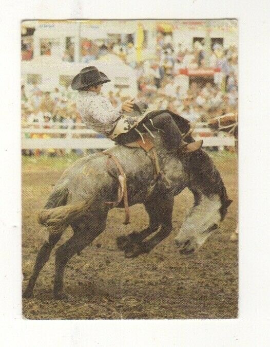 Weet-bix Australia – Spectacular Sports #12. Rodeo