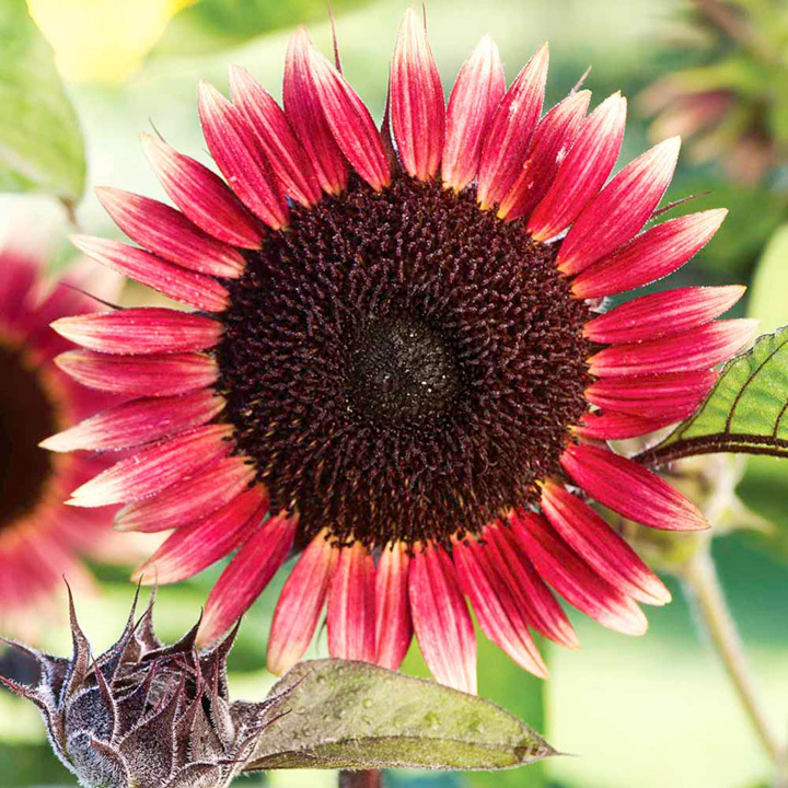 MS MARS SUNFLOWER SEEDS – RARE VARIETY – Children’s Garden Favorite – 10 Seeds MS MARS SUNFLOWER SEEDS – RARE VARIETY – Children’s Garden Favorite – 10 Seeds
