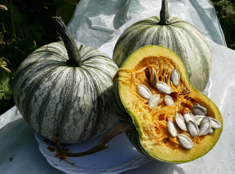 Pumpkin Seeds Pipian from Tukspan organic non gmo 3 seeds Ukraine D Garden idea Pumpkin Seeds Pipian from Tukspan organic non gmo 3 seeds Ukraine D Garden idea
