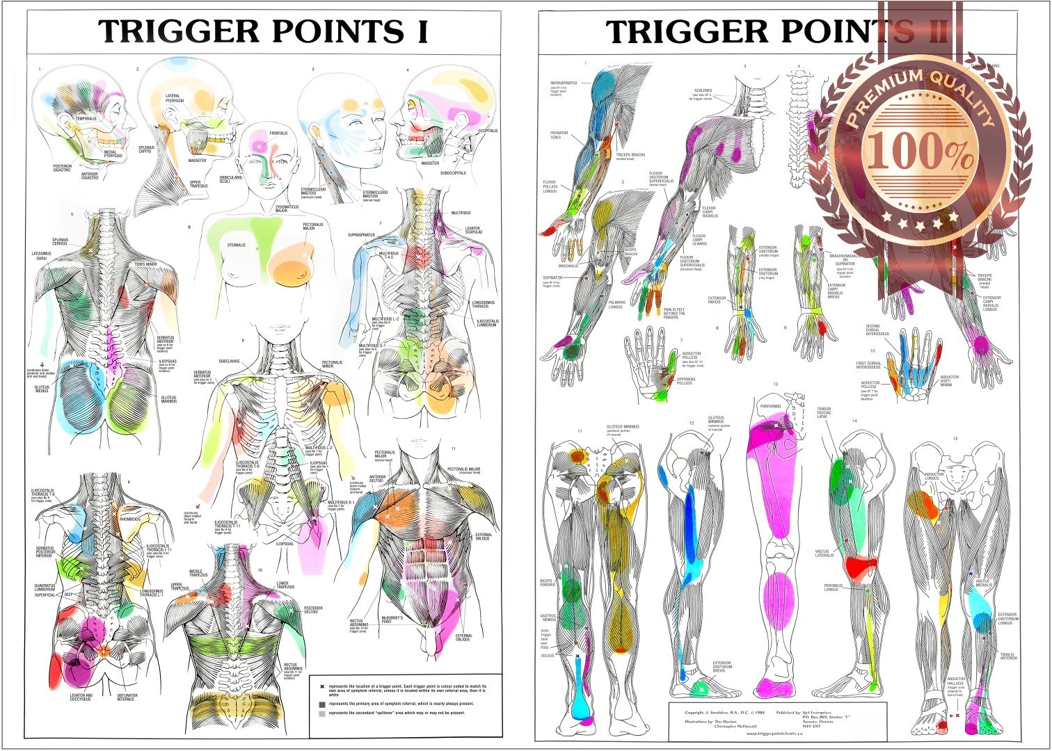 TRIGGER POINTS 1 & 2 ANATOMICAL DIAGRAM CHART ANATOMY PRINT PREMIUM POSTER TRIGGER POINTS 1 & 2 ANATOMICAL DIAGRAM CHART ANATOMY PRINT PREMIUM POSTER