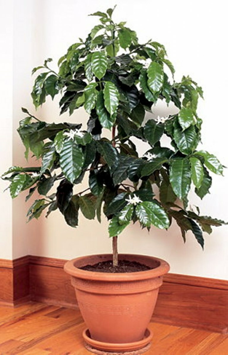 Seeds Arabian Coffee Tree Dwarf Plant Mountain Flower Perennial Garden Ukraine Seeds Arabian Coffee Tree Dwarf Plant Mountain Flower Perennial Garden Ukraine