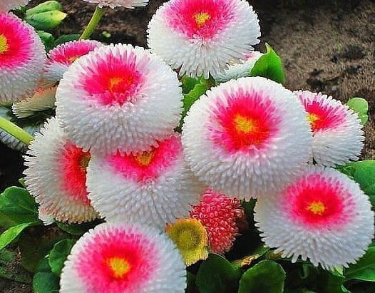 Seeds Aster Hai No Maru Rare White Pink Annual Flower Outdoor Garden Ukraine Seeds Aster Hai No Maru Rare White Pink Annual Flower Outdoor Garden Ukraine
