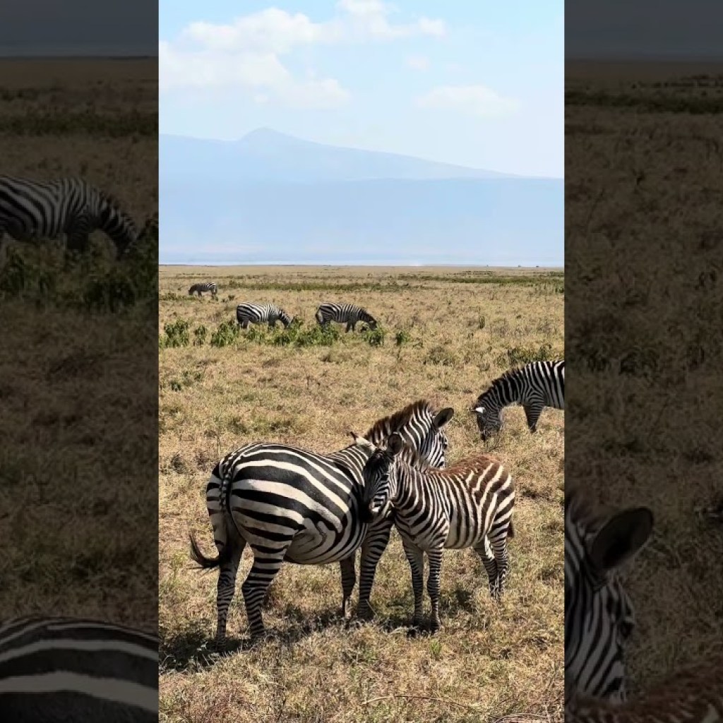 Here is a rewritten title that is SEO optimized and 60 characters or less:
“Nomad Insurance”
Alternatively, you could also use:
* “Travel Insurance”
* “Digital Nomad Insurance”
* “Nomad Travel”
These titles incorporate the main keywords (“nomad”, “travel”, “insurance”) and are concise and descriptive.
However, if you want to include more context, here are some options that are still under 60 characters:
* “Insure Nomad”
* “Travel Insure”
* “Nomad Cover” Here is a rewritten title that is SEO optimized and 60 characters or less:
“Nomad Insurance”
Alternatively, you could also use:
* “Travel Insurance”
* “Digital Nomad Insurance”
* “Nomad Travel”
These titles incorporate the main keywords (“nomad”, “travel”, “insurance”) and are concise and descriptive.
However, if you want to include more context, here are some options that are still under 60 characters:
* “Insure Nomad”
* “Travel Insure”
* “Nomad Cover”