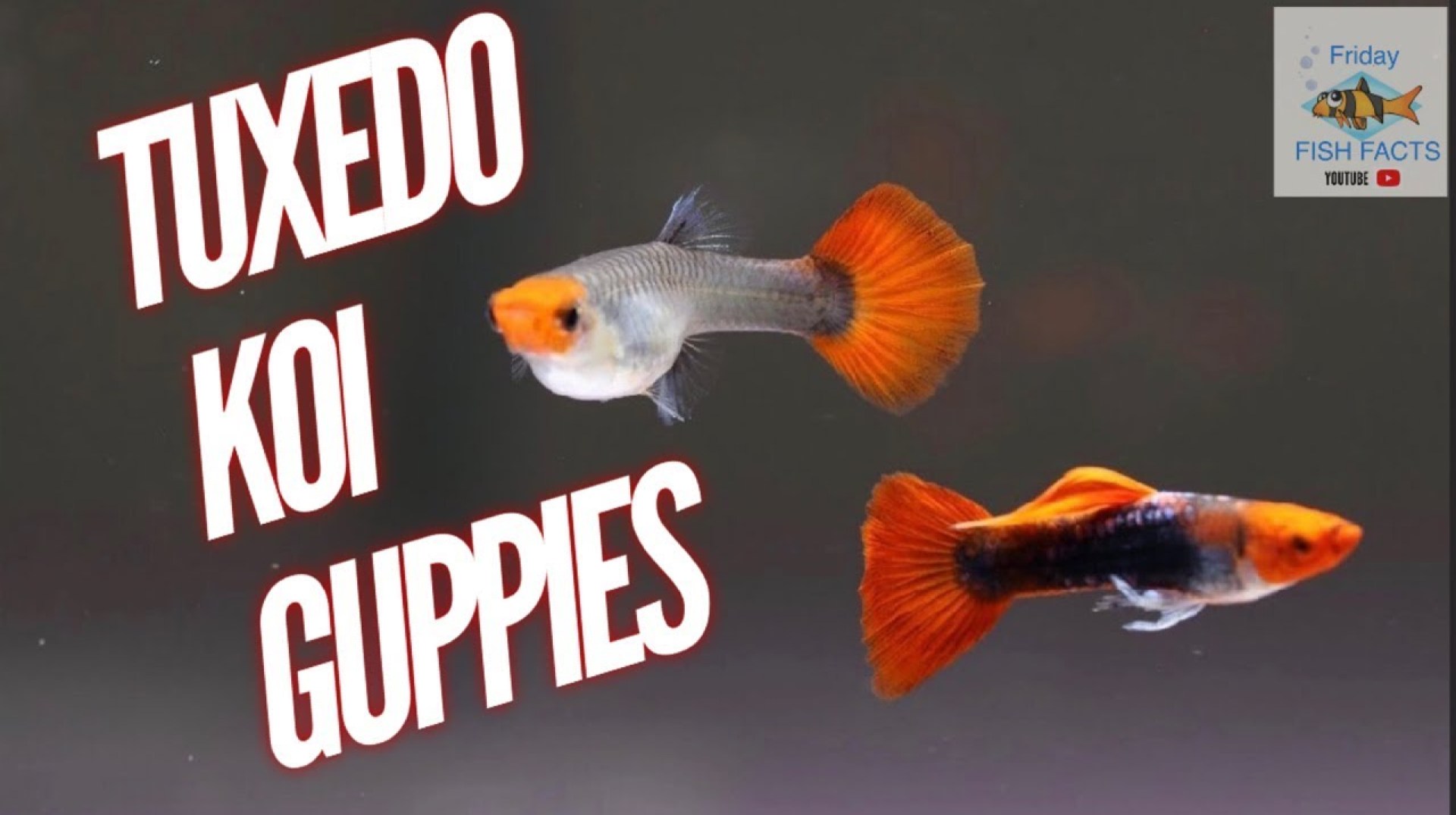 Tuxedo Koi Guppies What You Need To Know Tuxedo Koi Guppies What You Need To Know
