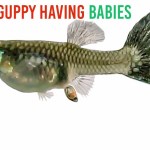 How Many Babies Do Guppies Have Exactly? How Many Babies Do Guppies Have Exactly?