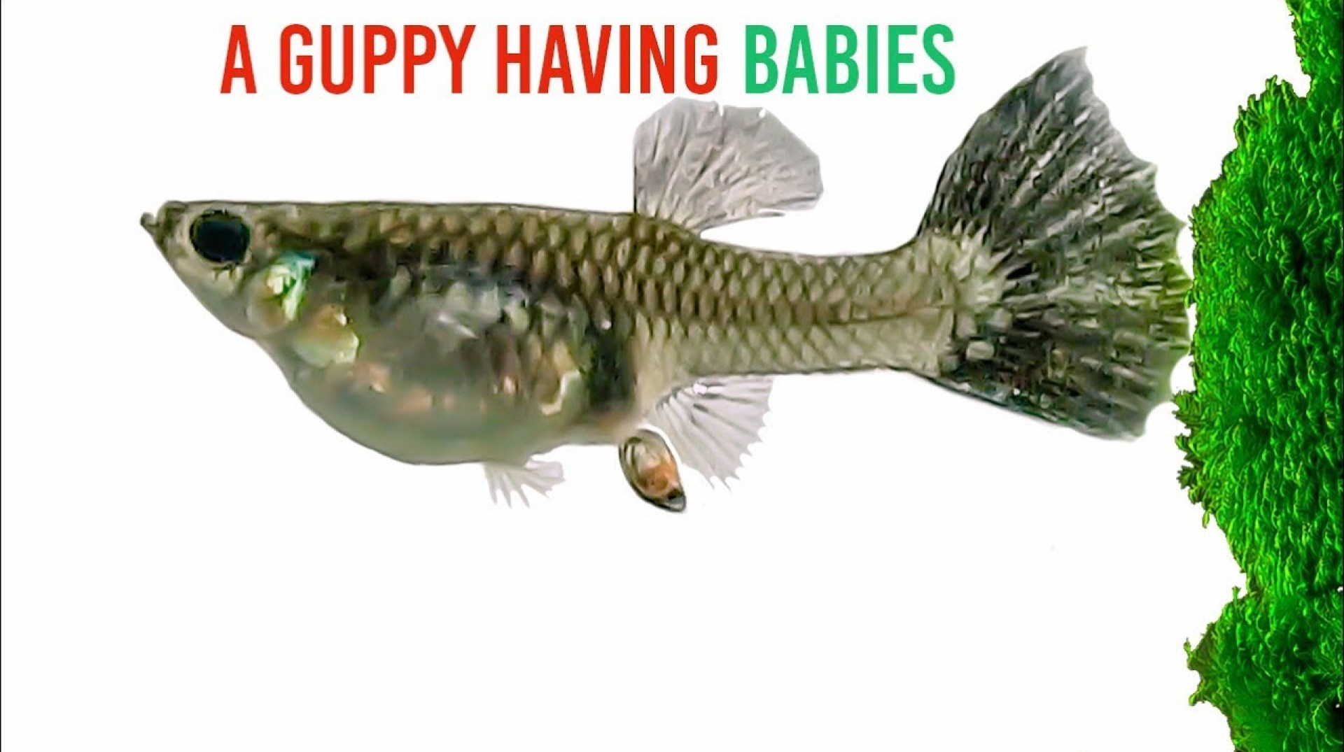 How Many Babies Do Guppies Have Exactly? How Many Babies Do Guppies Have Exactly?