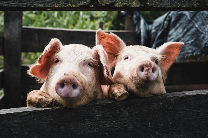The FDA approves human trials for pig kidney transplants The FDA approves human trials for pig kidney transplants