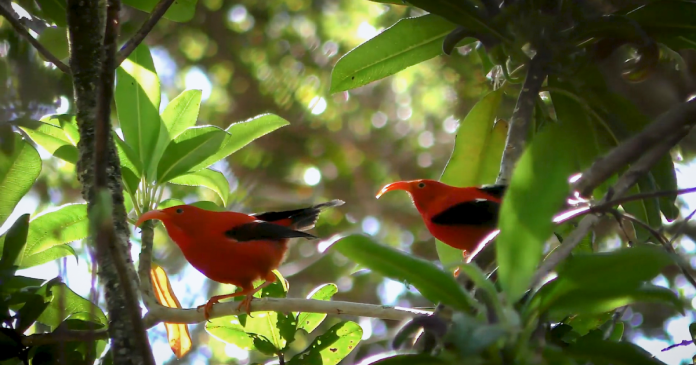 How AI helps advance the science of bioacoustics to avoid wasting endangered species How AI helps advance the science of bioacoustics to avoid wasting endangered species