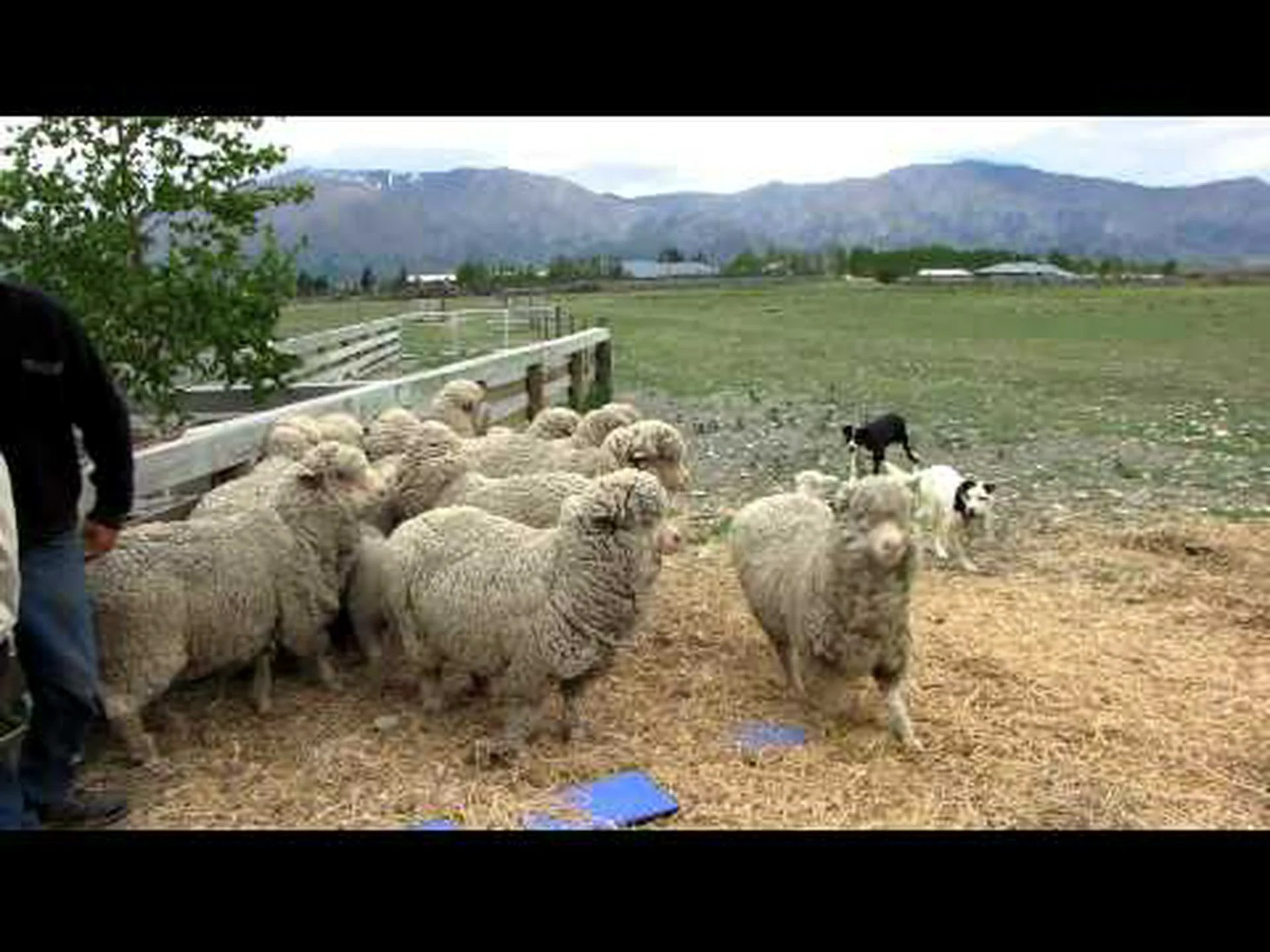 ボーダーコリー、牧羊犬 ボーダーコリー、牧羊犬