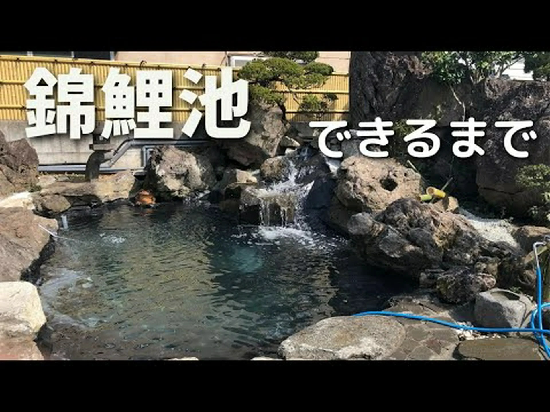 池に魚を導入する 池に魚を導入する