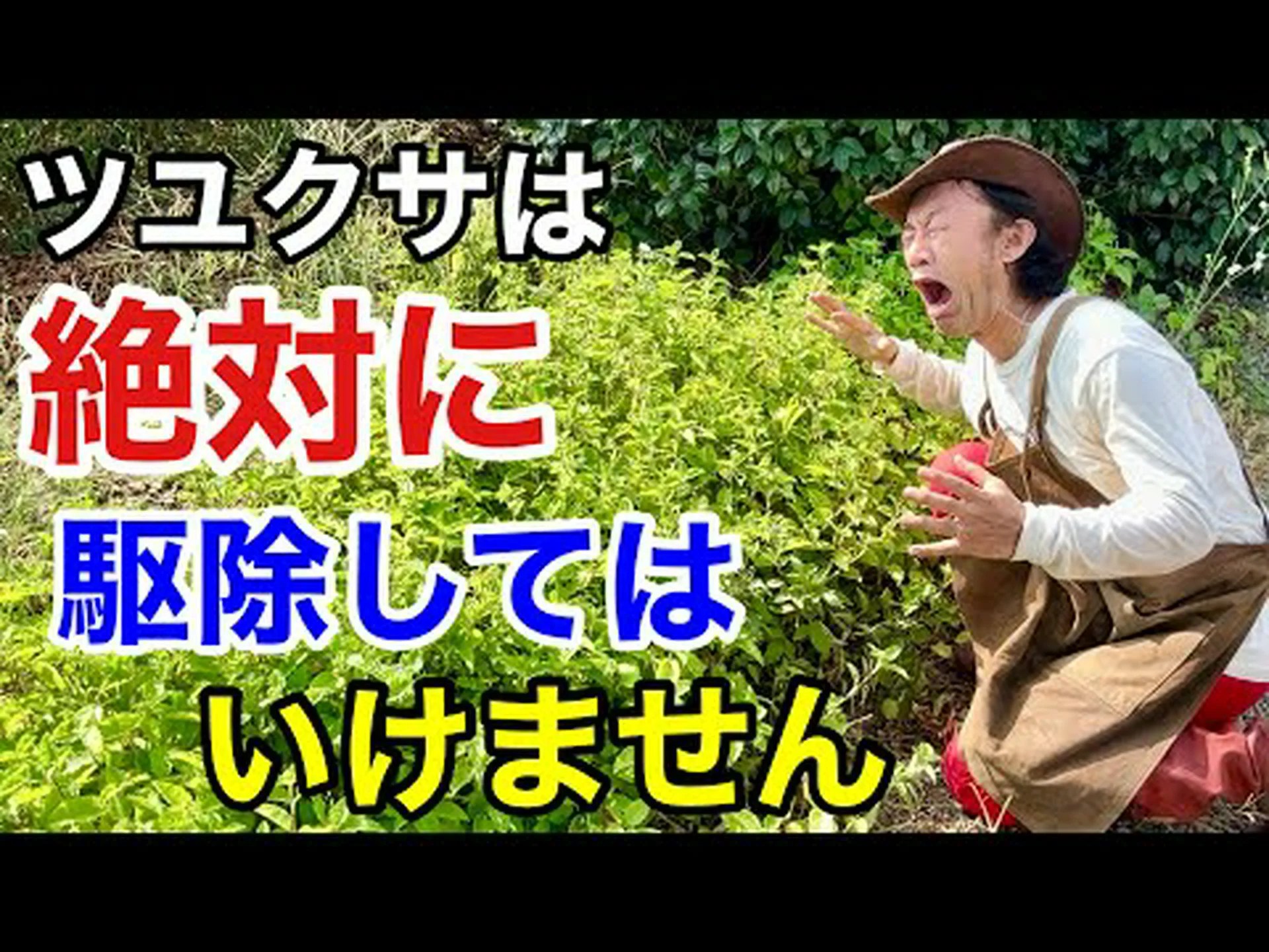 キクユ草 キクユ草