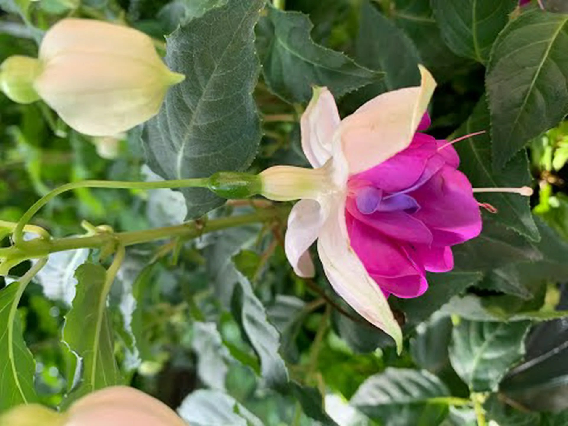 ロイヤル フクシア レイツィイ、丈夫なつる性フクシア ロイヤル フクシア レイツィイ、丈夫なつる性フクシア