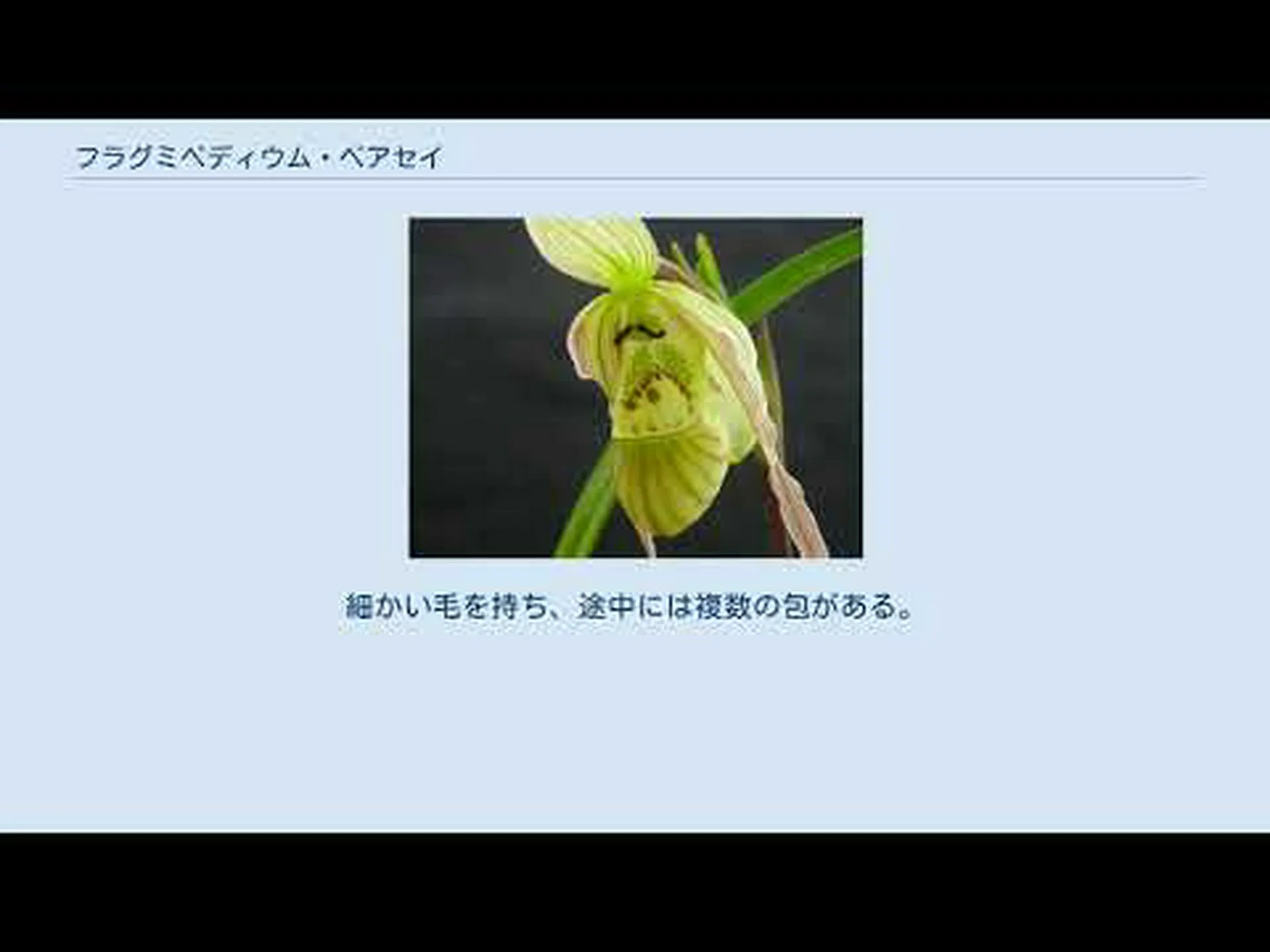 フラグミペディウム 'メモリア ディック クレメンツ' フラグミペディウム 'メモリア ディック クレメンツ'