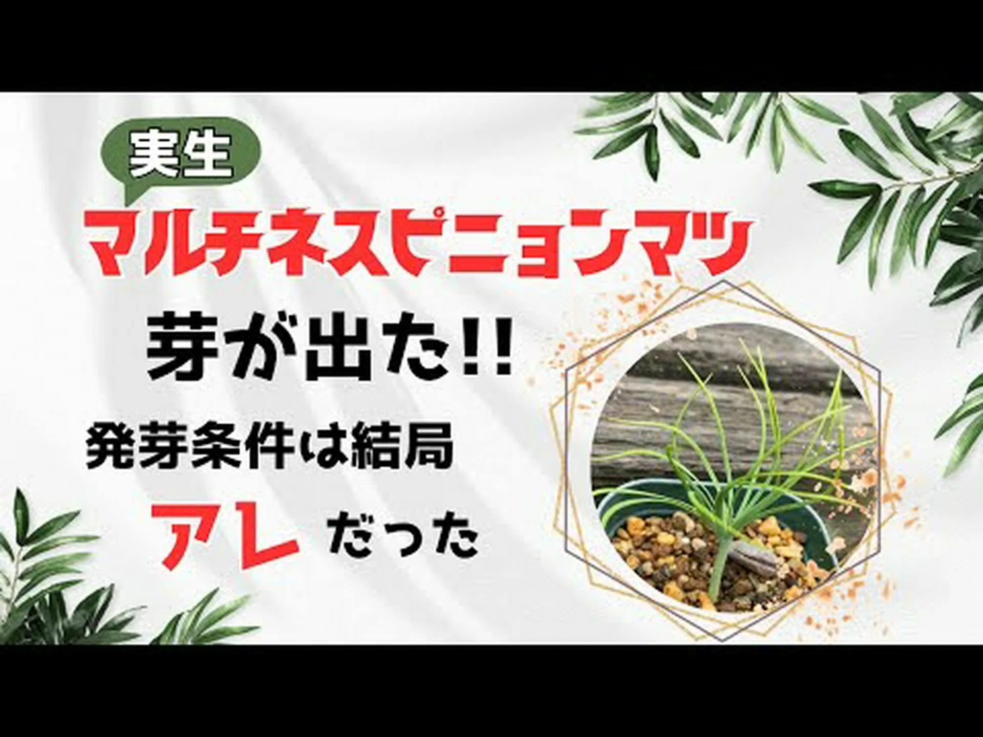 傘松、ピニオン松、松の木 傘松、ピニオン松、松の木