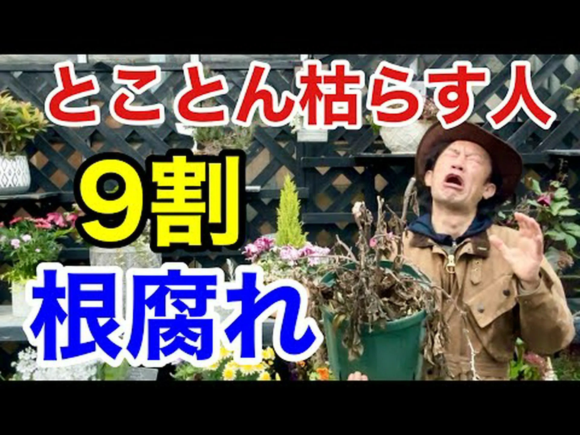 植物の根系の複雑さ 植物の根系の複雑さ