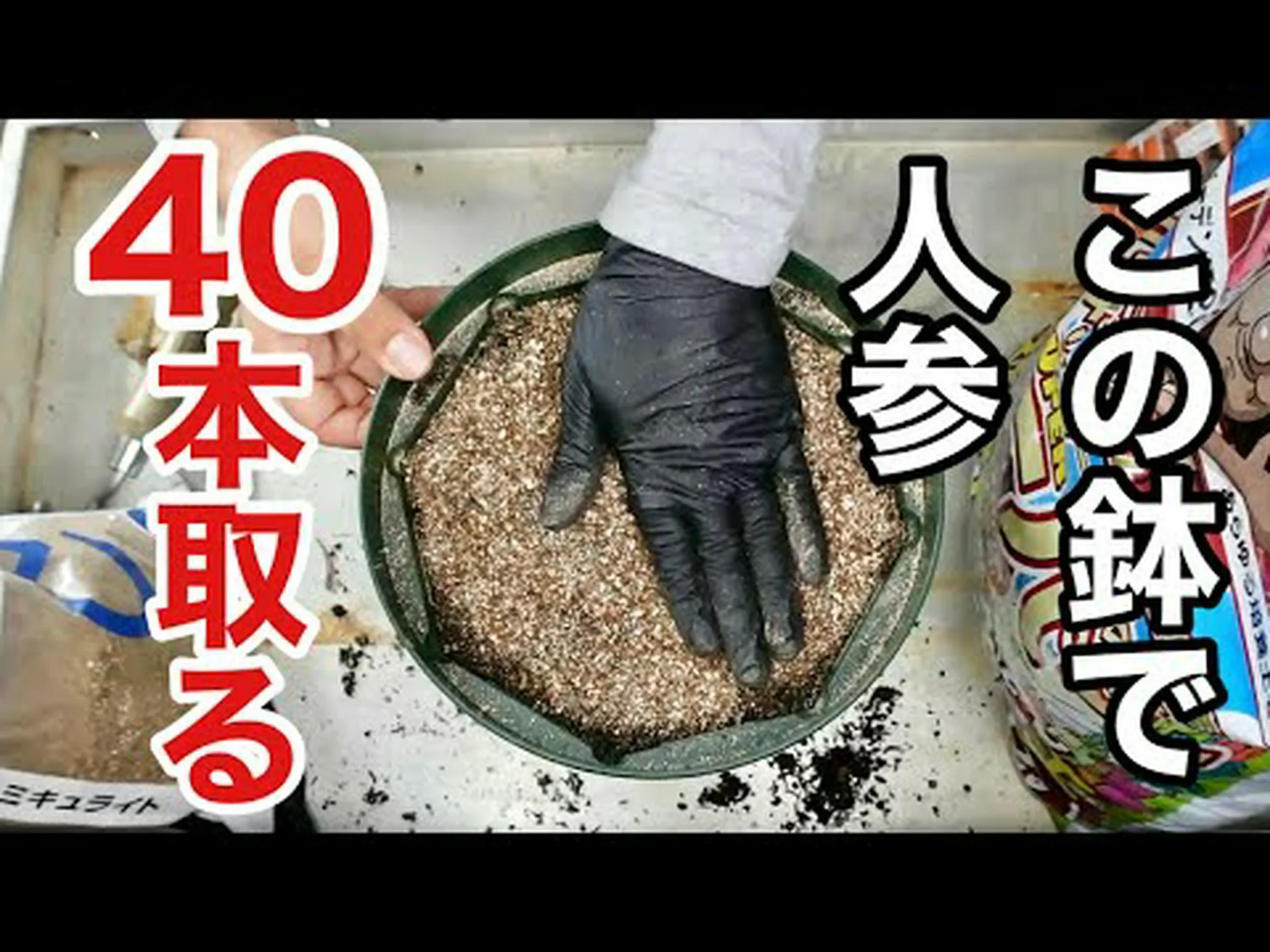 ニンジン ニンジン