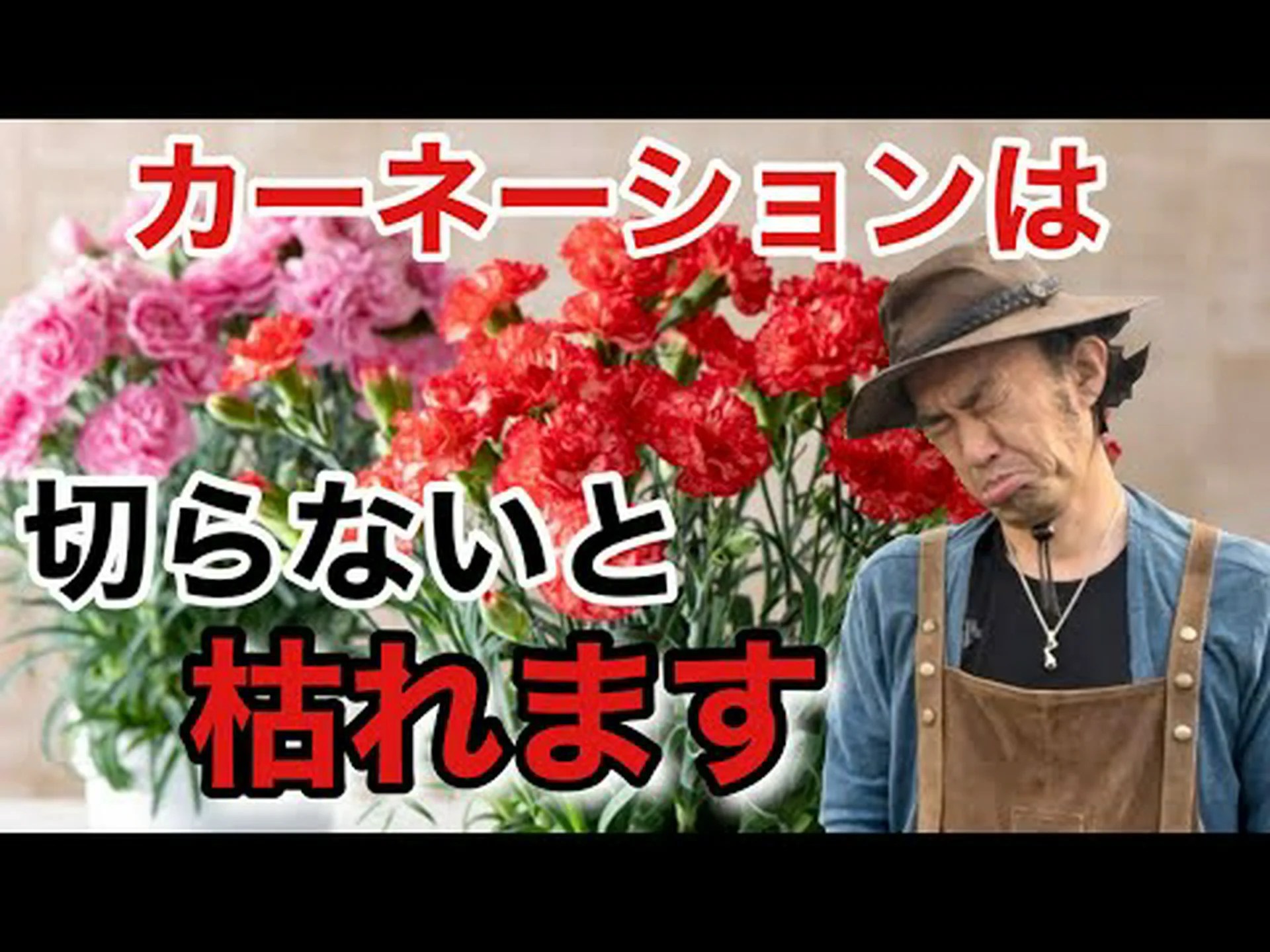 スパニッシュグラス、シーカーネーション スパニッシュグラス、シーカーネーション