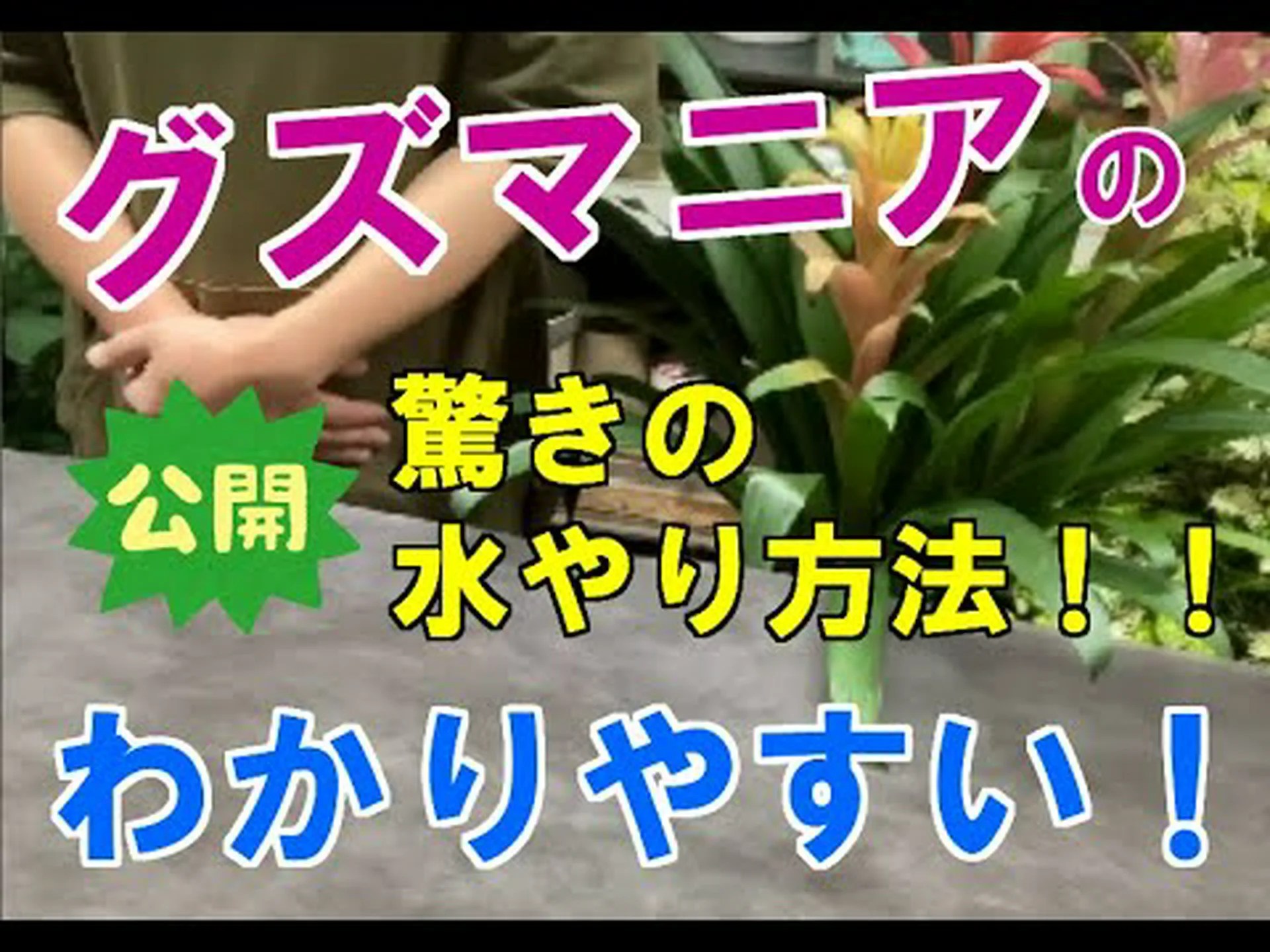 グズマニアの増やし方は? グズマニアの増やし方は?