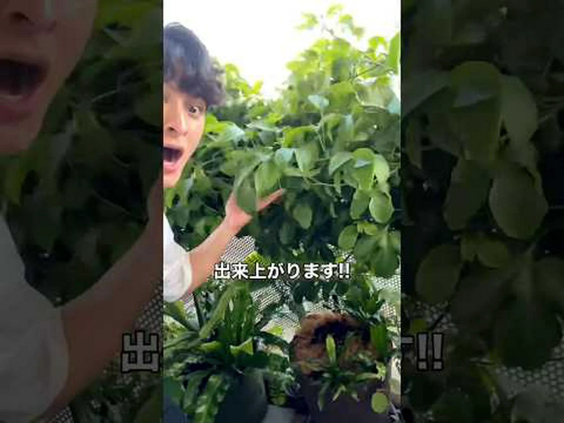 禁止植物 禁止植物