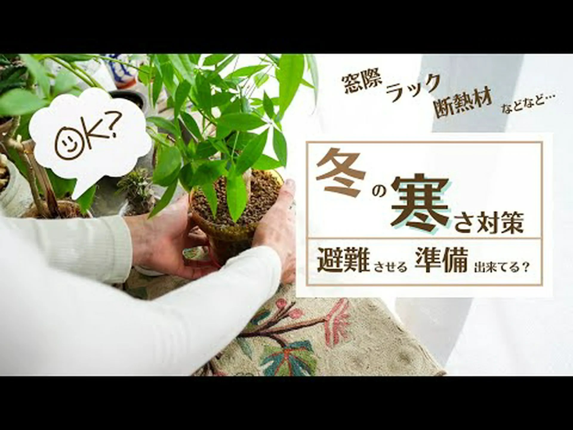 寒さに弱い露地植物を鉢で越冬 寒さに弱い露地植物を鉢で越冬