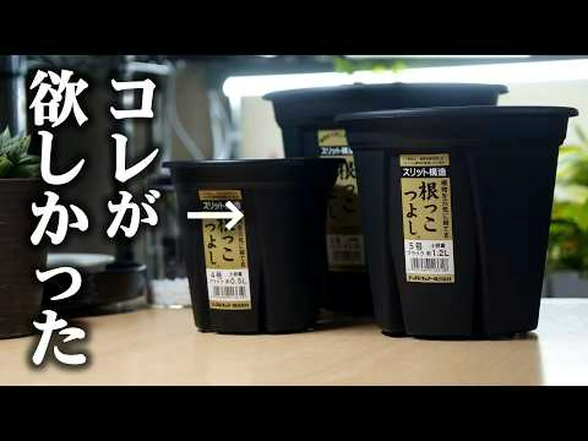 ハオルチアモズク ハオルチアモズク