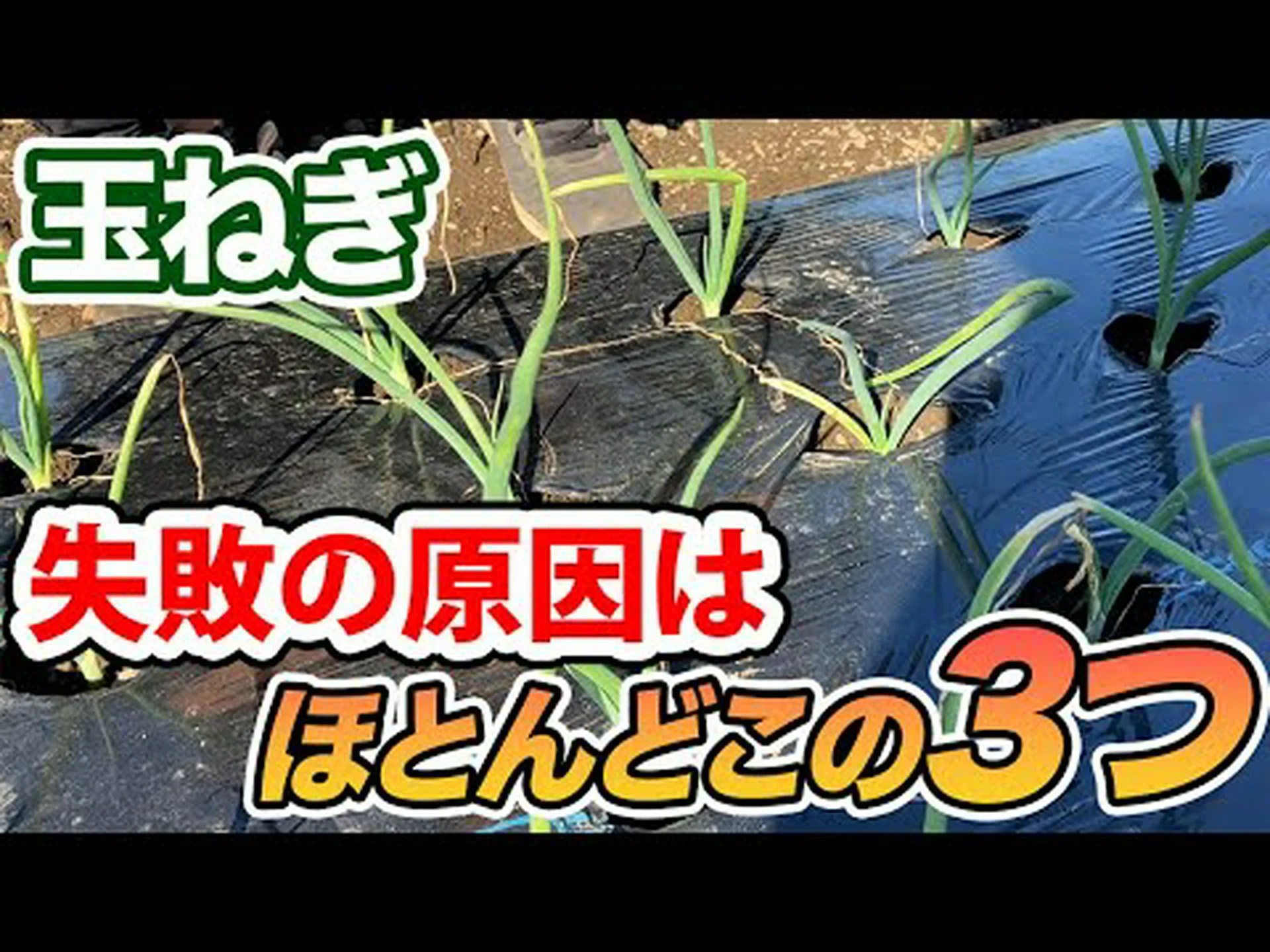 普通の玉ねぎ、泣いて善いことをする 普通の玉ねぎ、泣いて善いことをする