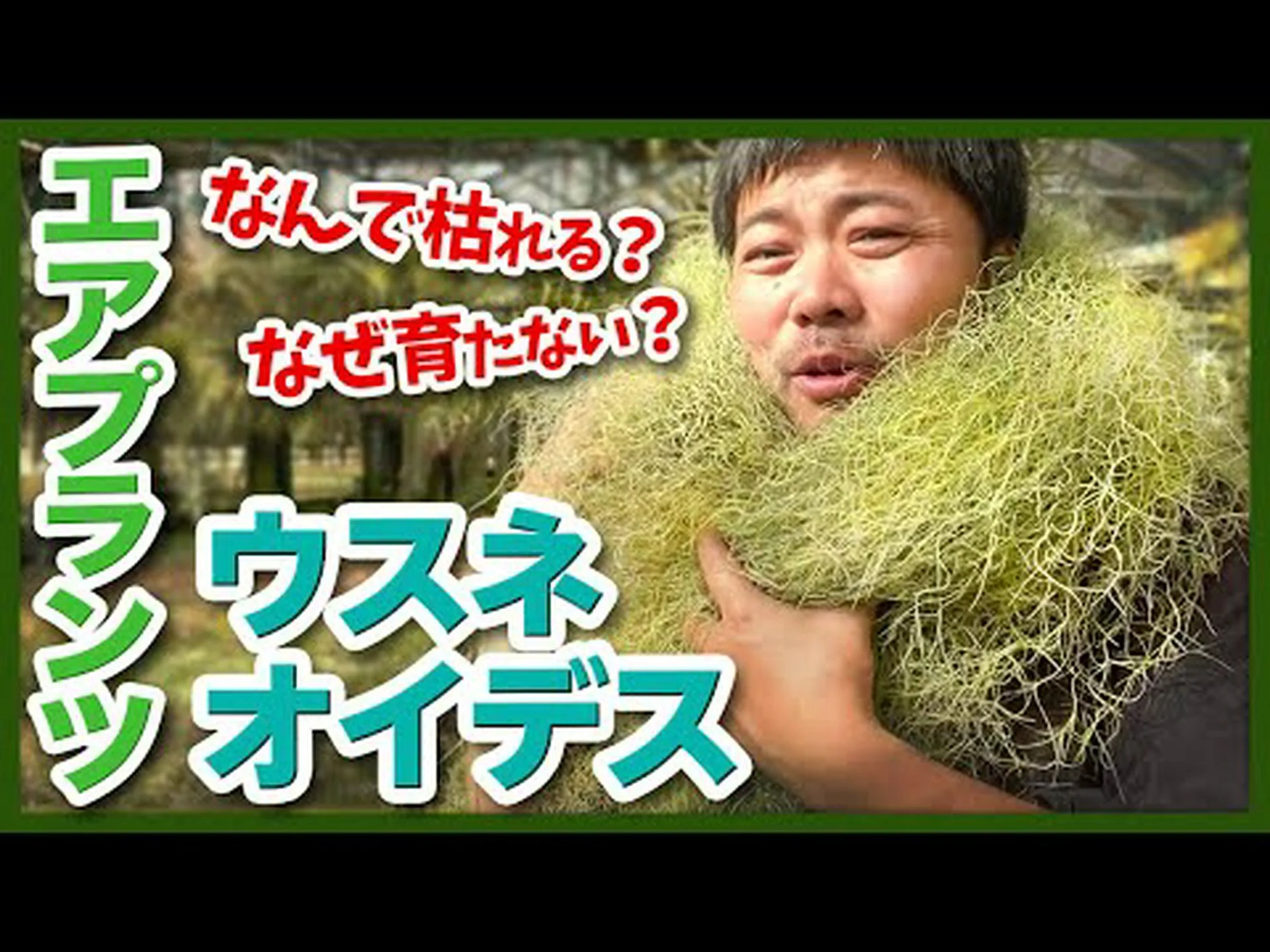 エンジェルヘア、空気の少女、スパニッシュモス、老人のひげ エンジェルヘア、空気の少女、スパニッシュモス、老人のひげ