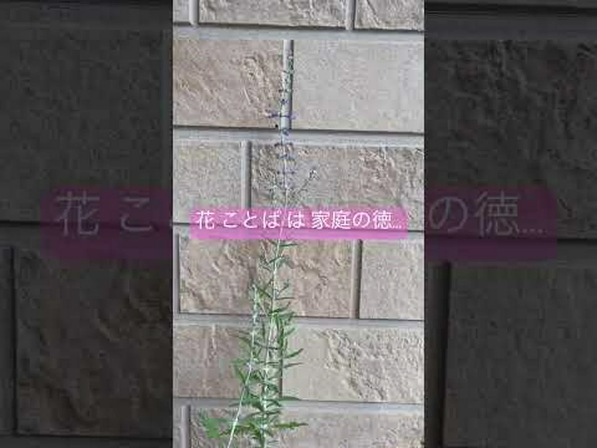 ロシアンセージ、アフガニスタンラベンダー ロシアンセージ、アフガニスタンラベンダー