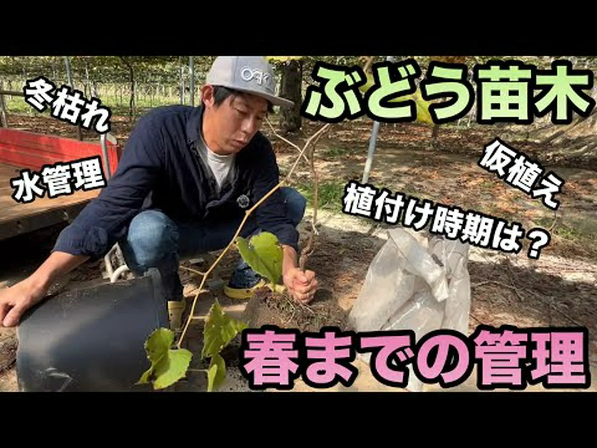 ブドウの植え付け、維持管理 ブドウの植え付け、維持管理