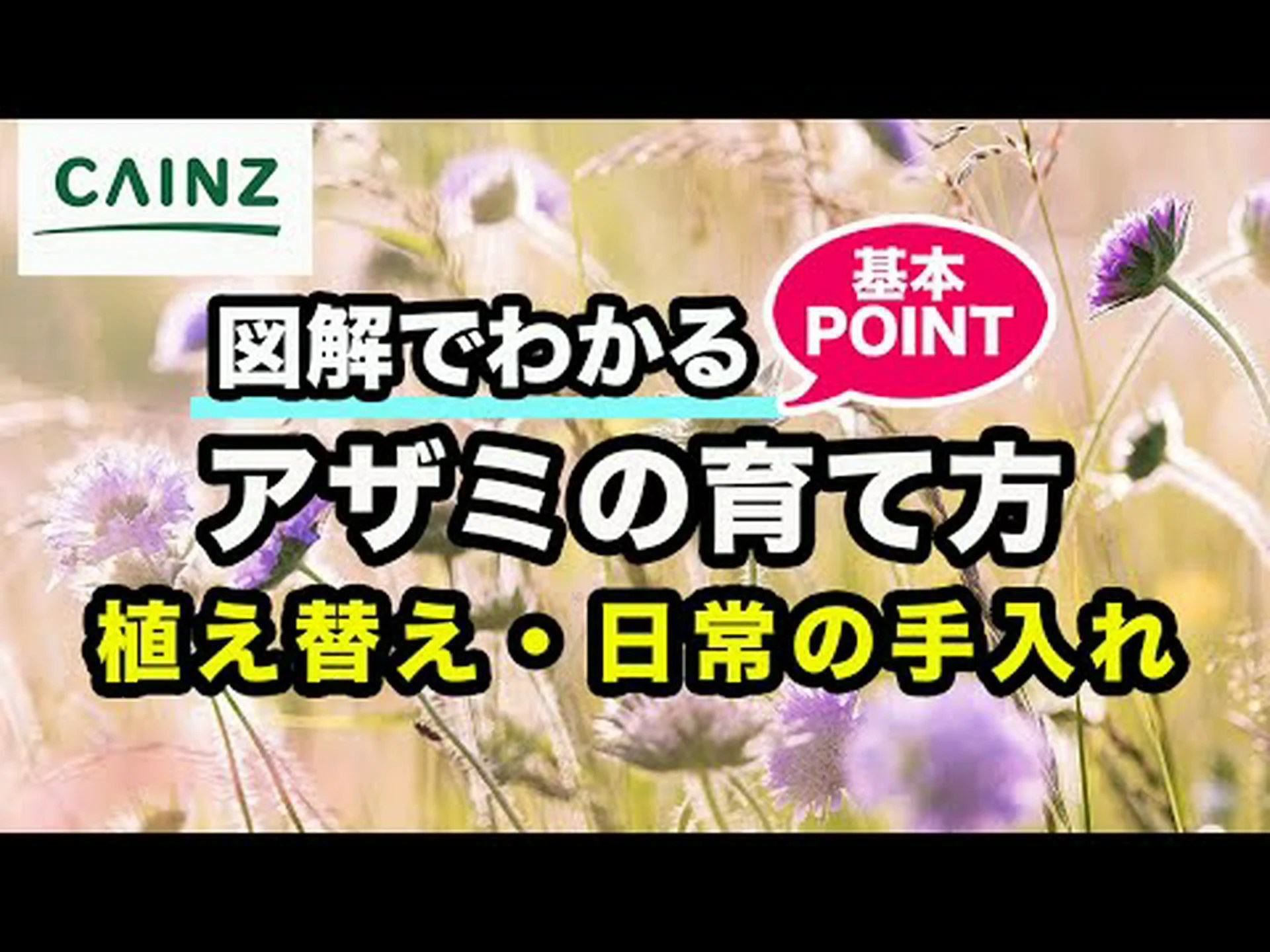 庭にはどのアザミが適していますか? 庭にはどのアザミが適していますか?