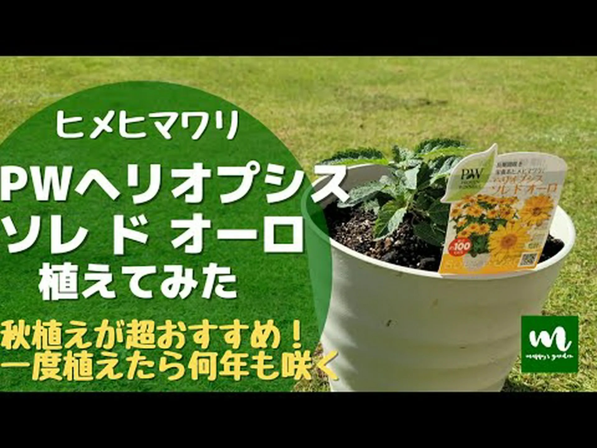 ヘリオプシス、偽ヒマワリ、偽ヒマワリ ヘリオプシス、偽ヒマワリ、偽ヒマワリ