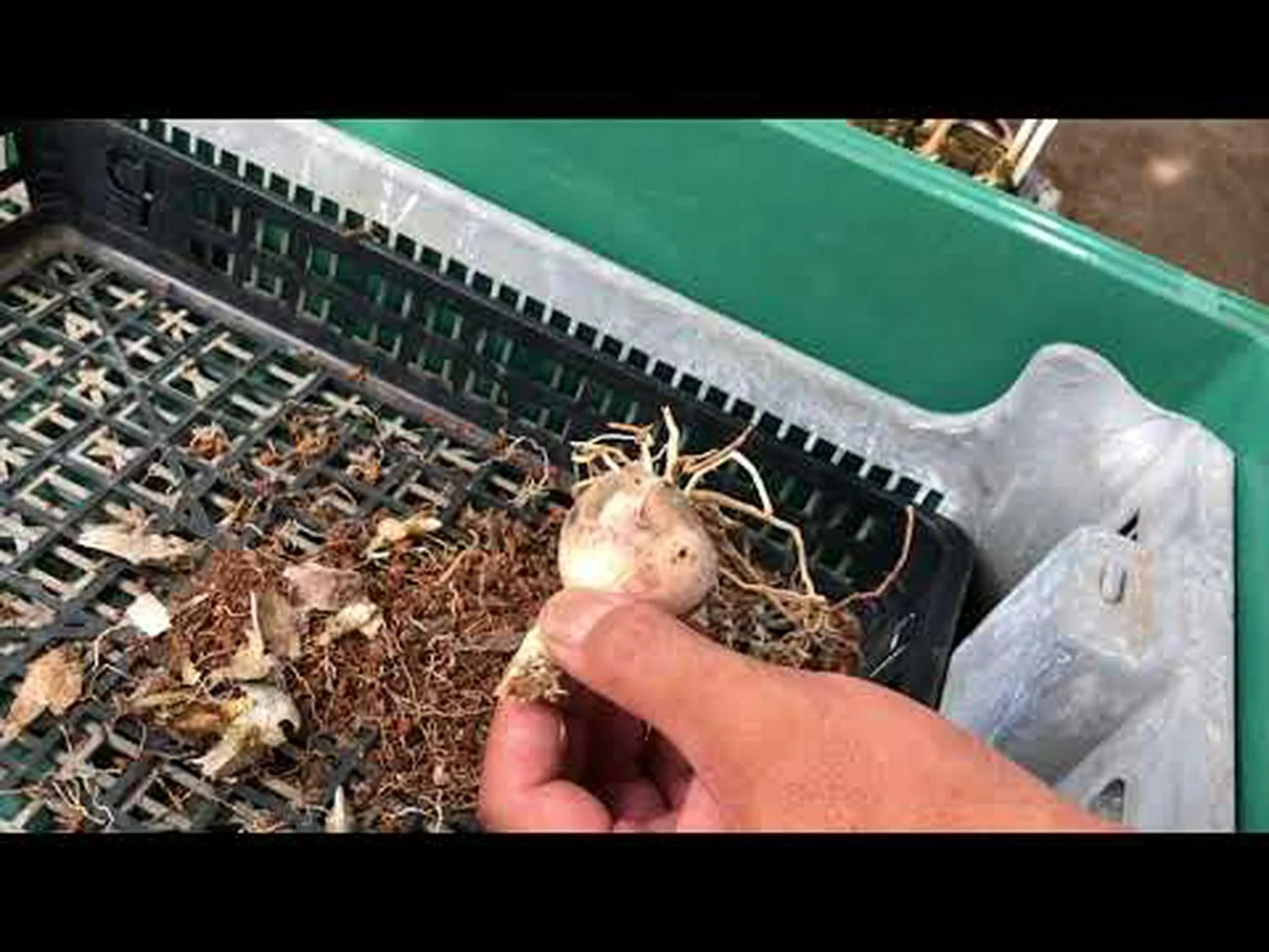 球根植物の分け方 球根植物の分け方