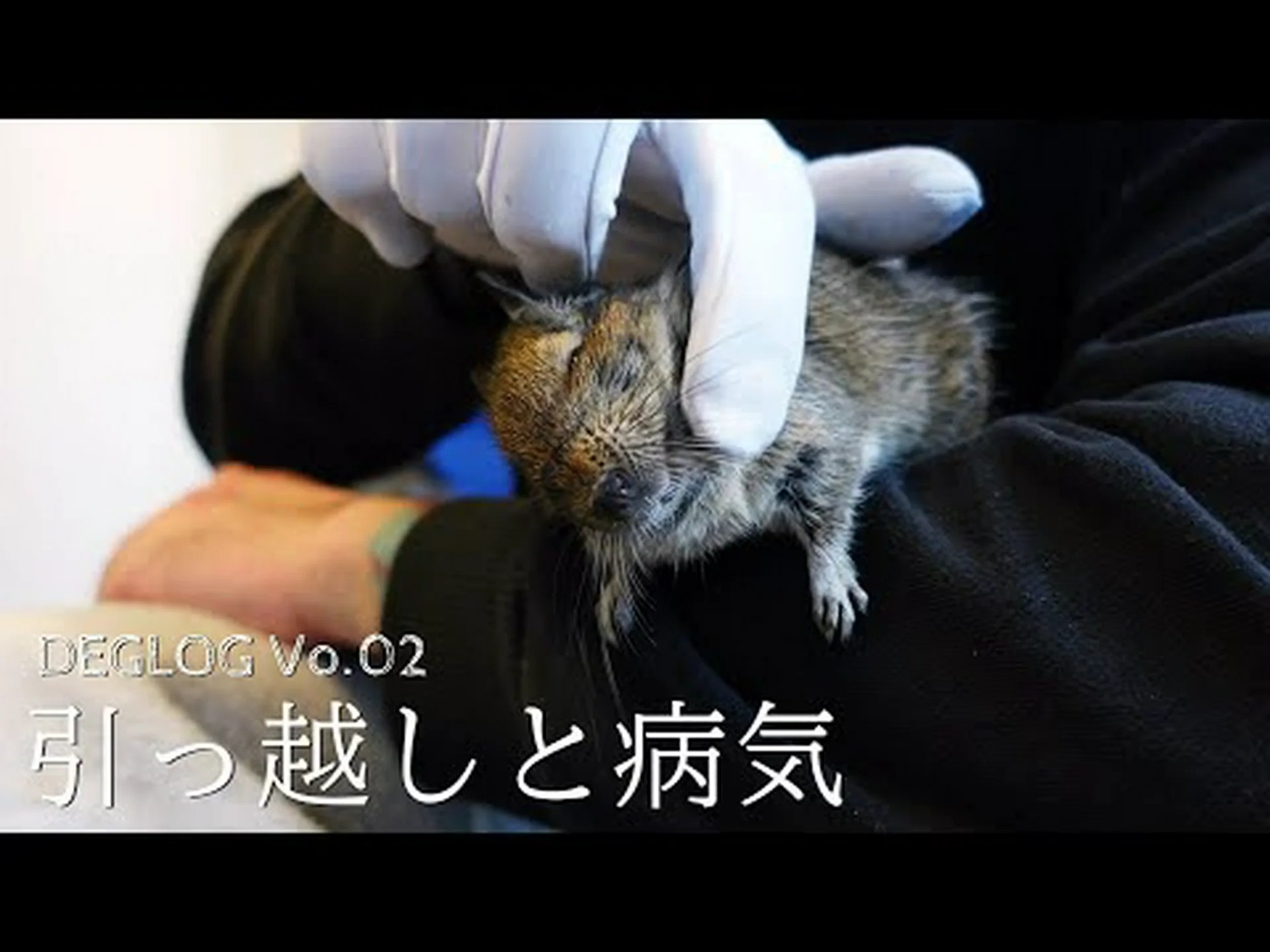 チリのデグー病 チリのデグー病