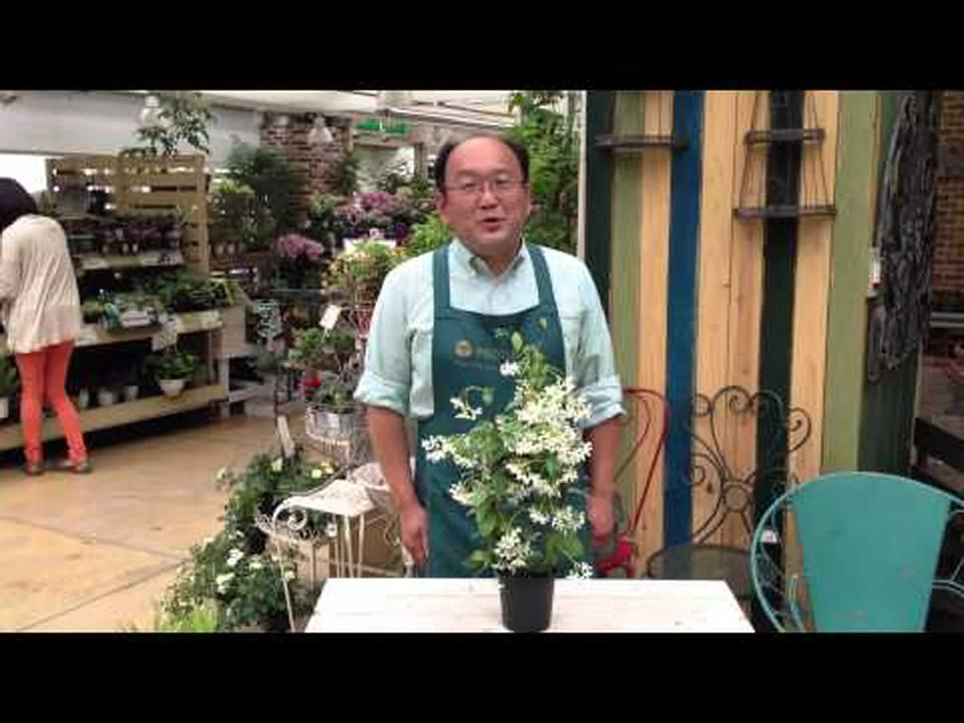 スタージャスミン、偽ジャスミン、線路植物 スタージャスミン、偽ジャスミン、線路植物