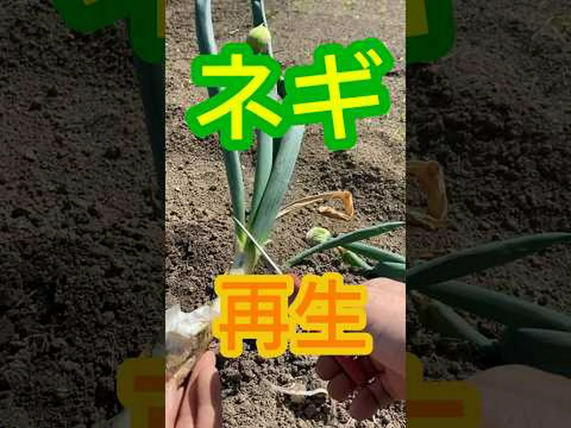 ネギ、ニンニク ネギ、ニンニク