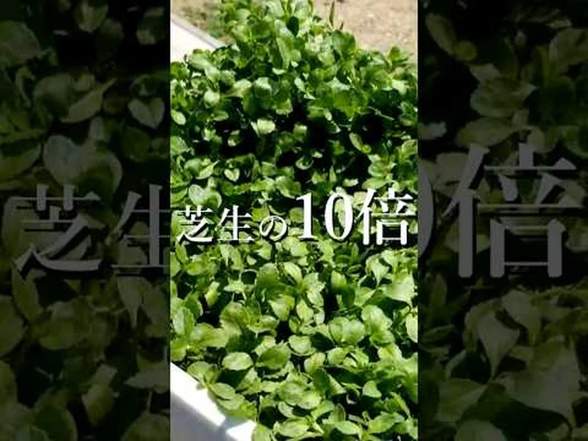 地被植物 地被植物