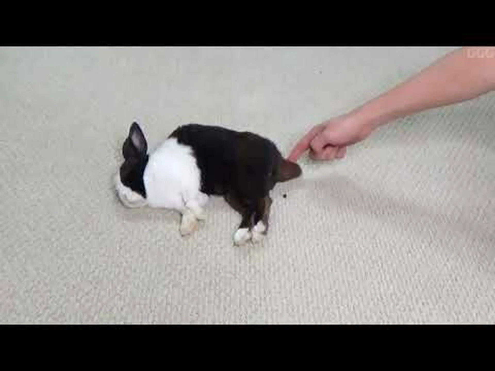 ウサギの尻尾、大きなイケメン ウサギの尻尾、大きなイケメン