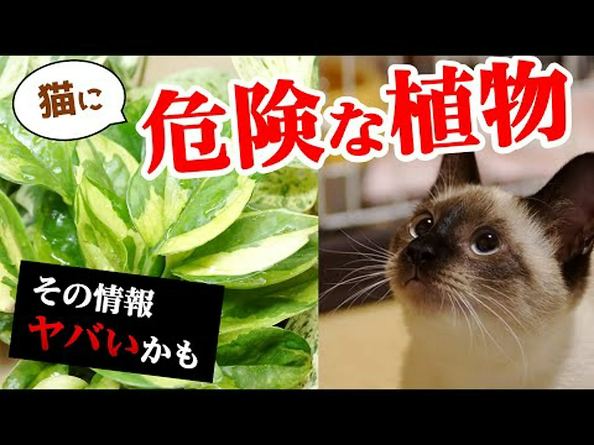 ペルシャスピードウェル、コモンスピードウェル、猫の腸 ペルシャスピードウェル、コモンスピードウェル、猫の腸