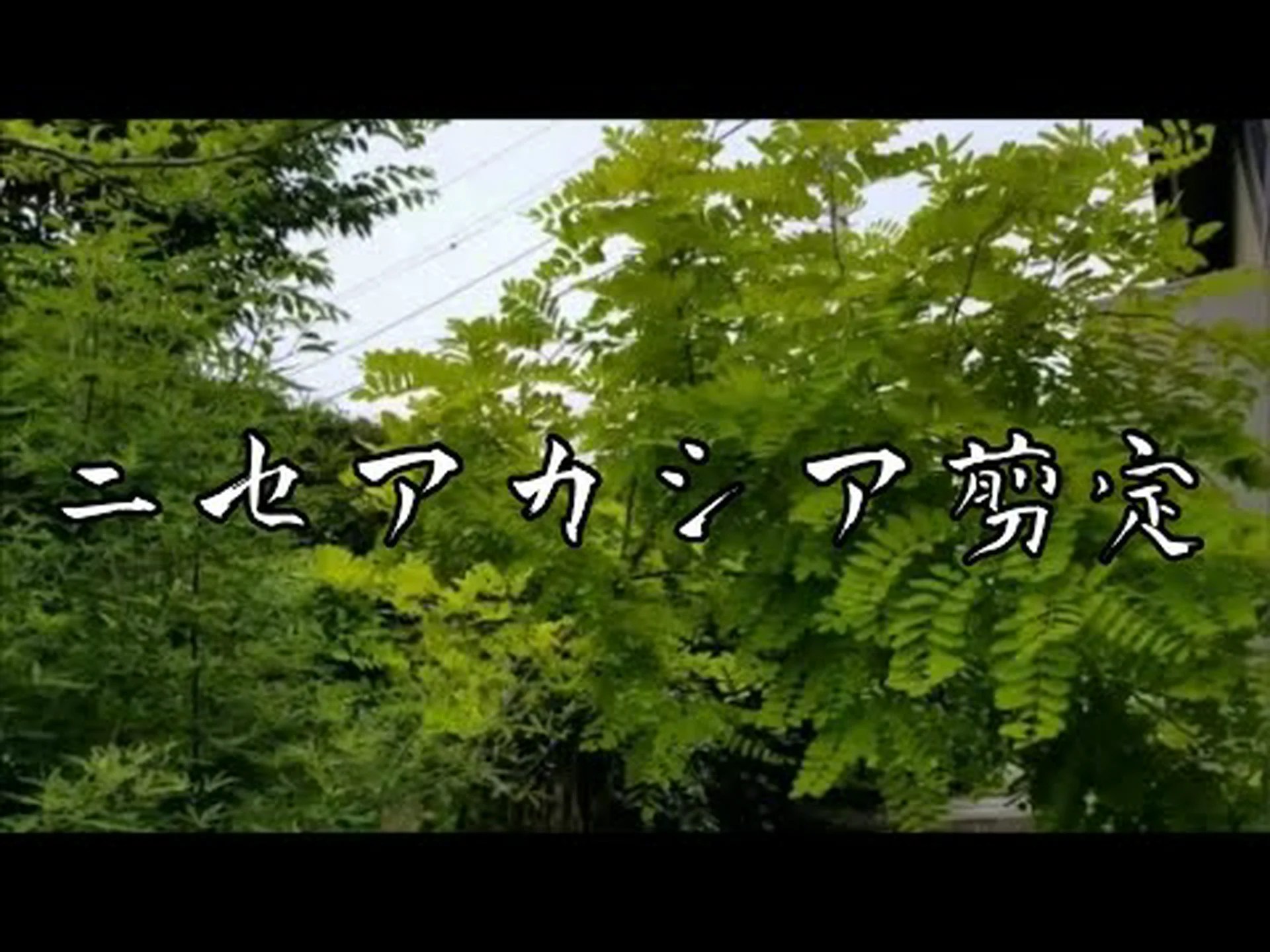 ニセアカシア、カルージュ、キャシー ニセアカシア、カルージュ、キャシー