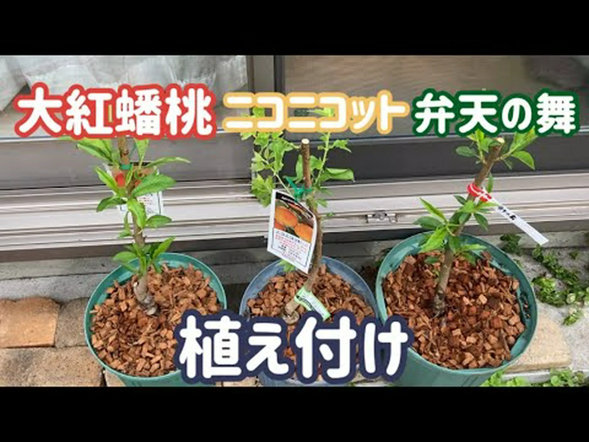 桃、ネクタリン、ネクタリン、丸石の木の台木 桃、ネクタリン、ネクタリン、丸石の木の台木