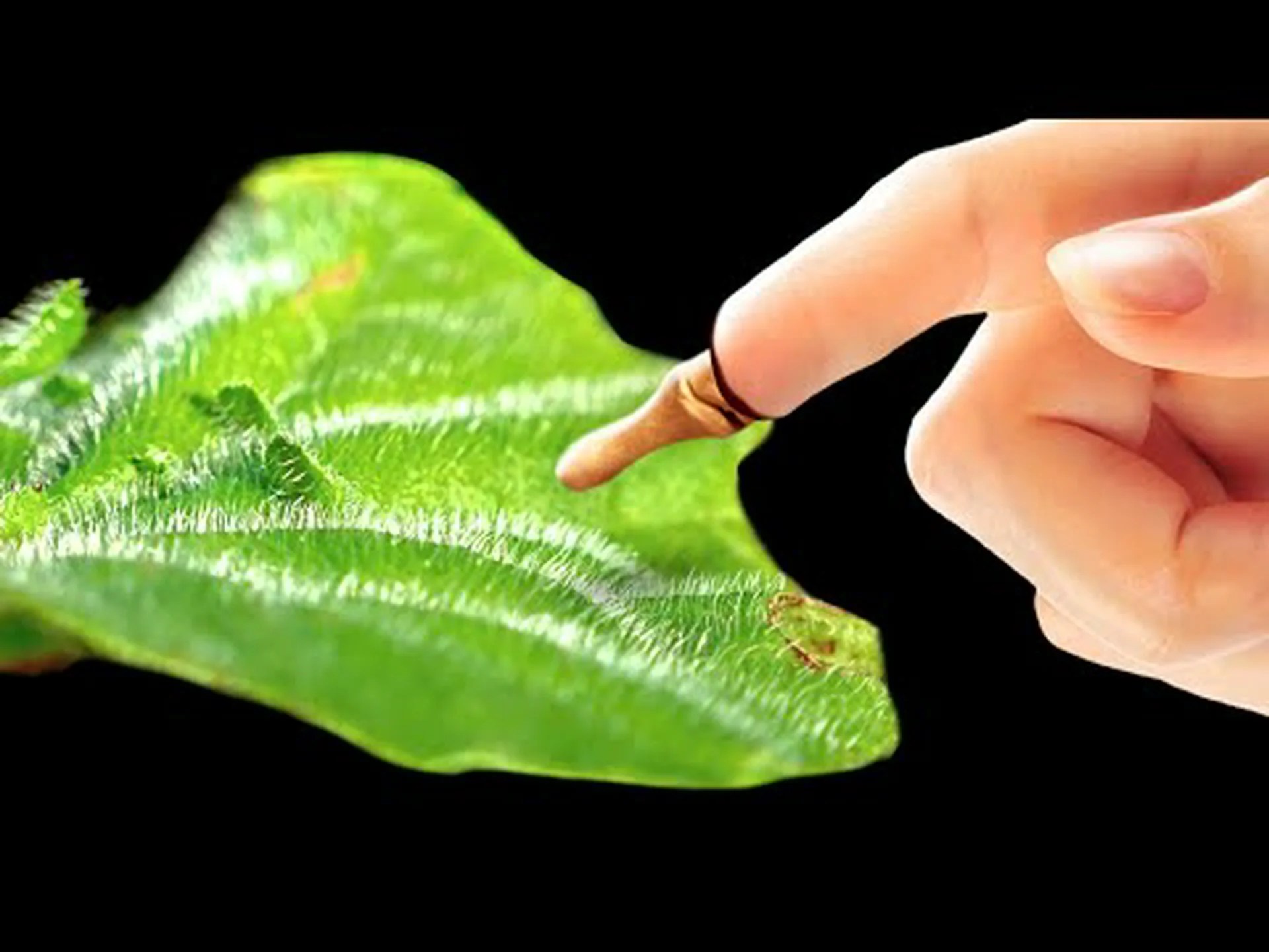 燃える茂み 燃える茂み