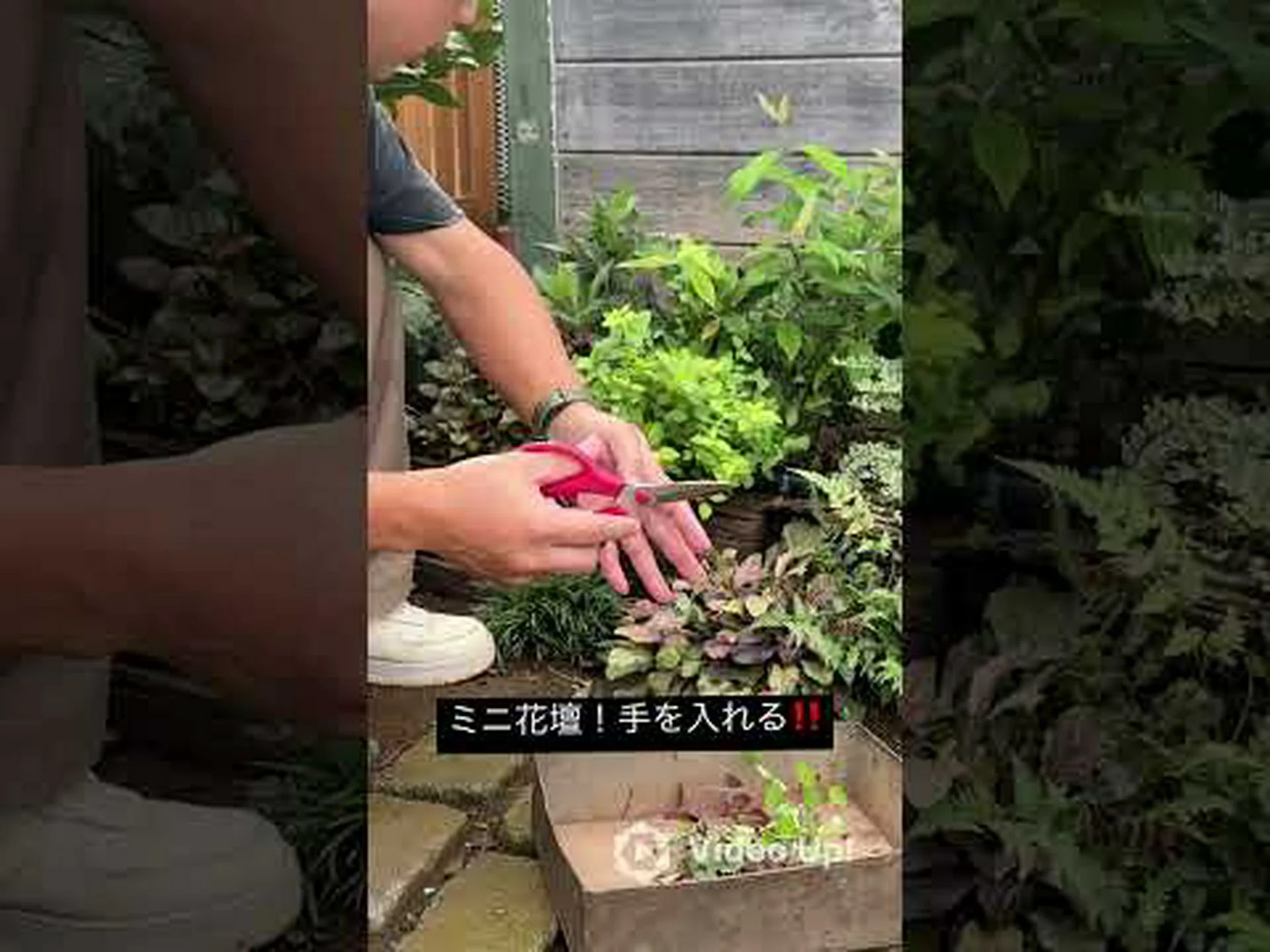 プロヴァンスのハリエニシダ、小さな花を持つハリエニシダ プロヴァンスのハリエニシダ、小さな花を持つハリエニシダ