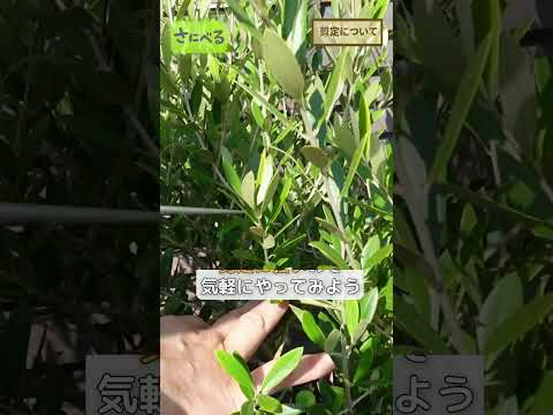 オリヴィエ(オリーブ) オリヴィエ(オリーブ)