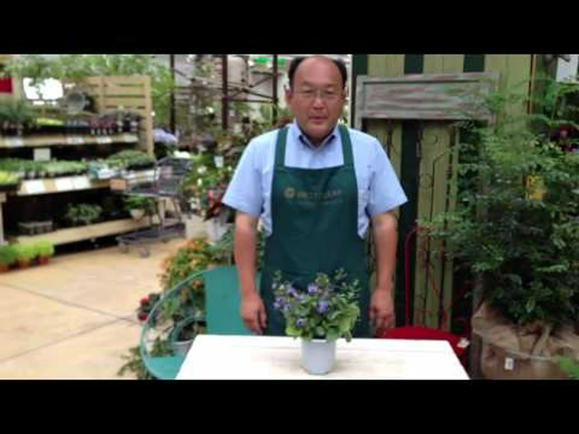 悪臭を放つクレロデンドロン 悪臭を放つクレロデンドロン