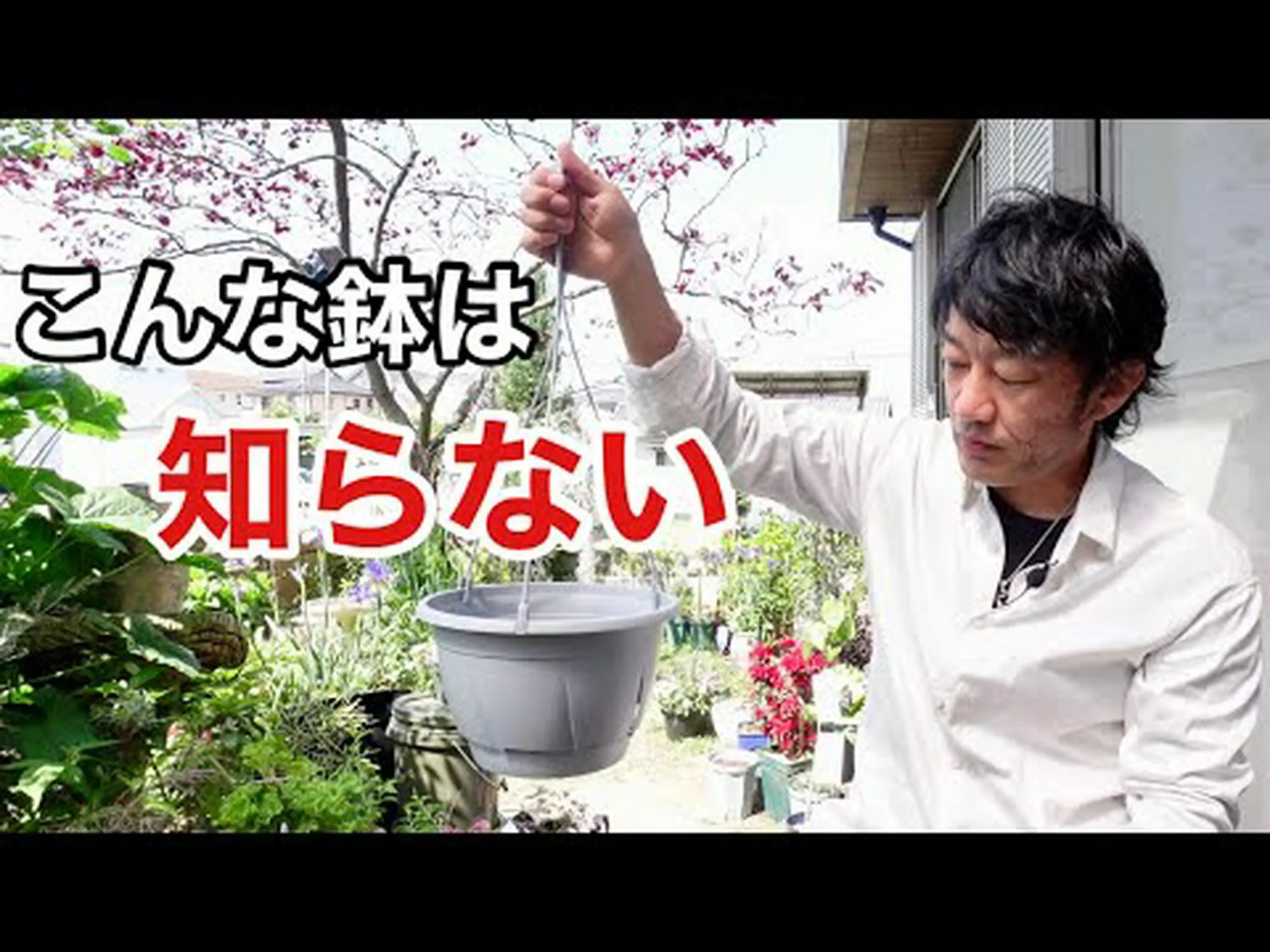 ランタンの木、千本の花、黄金のバスケット ランタンの木、千本の花、黄金のバスケット