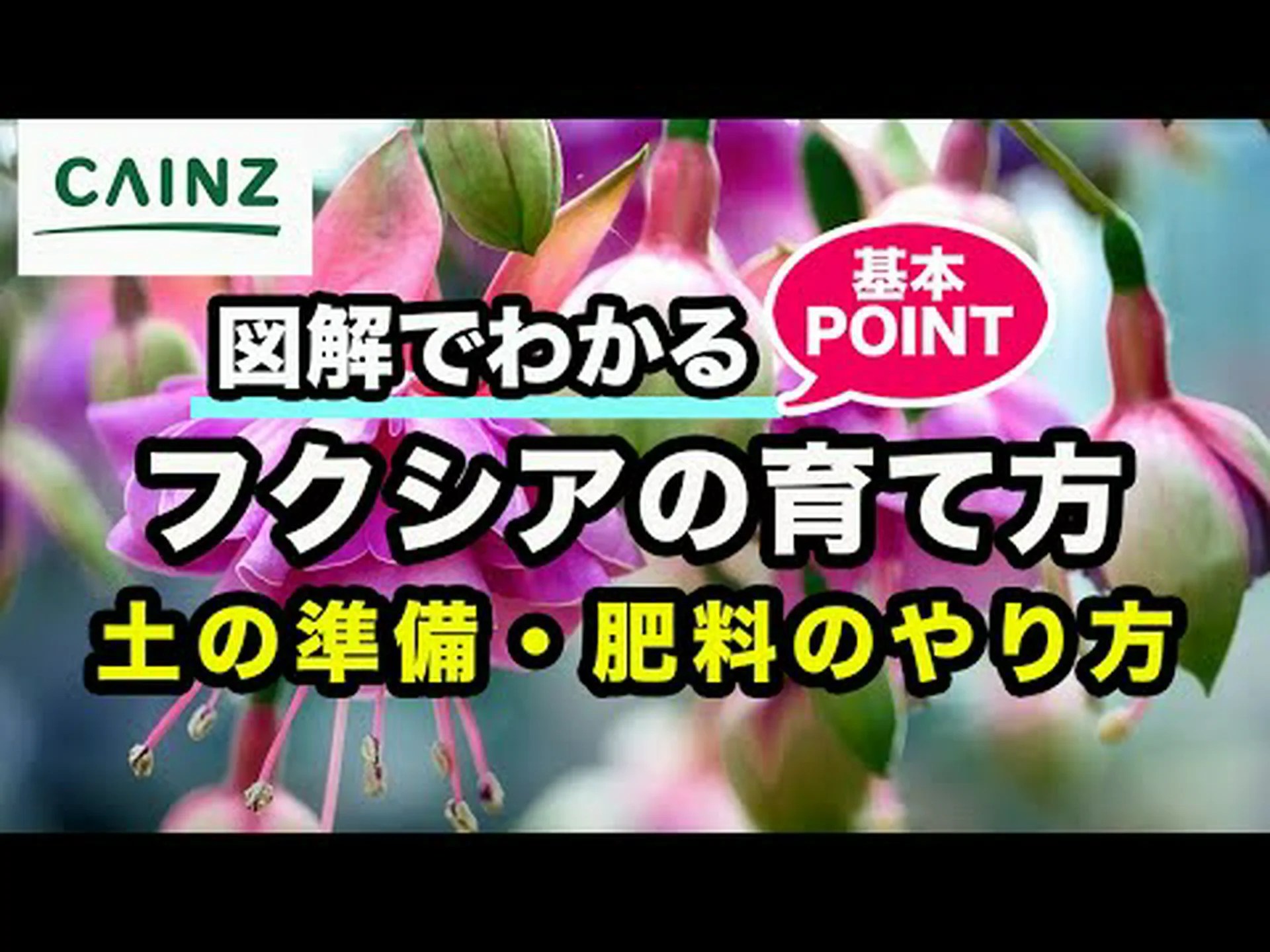 マゼラン フクシア、素朴なフクシア マゼラン フクシア、素朴なフクシア