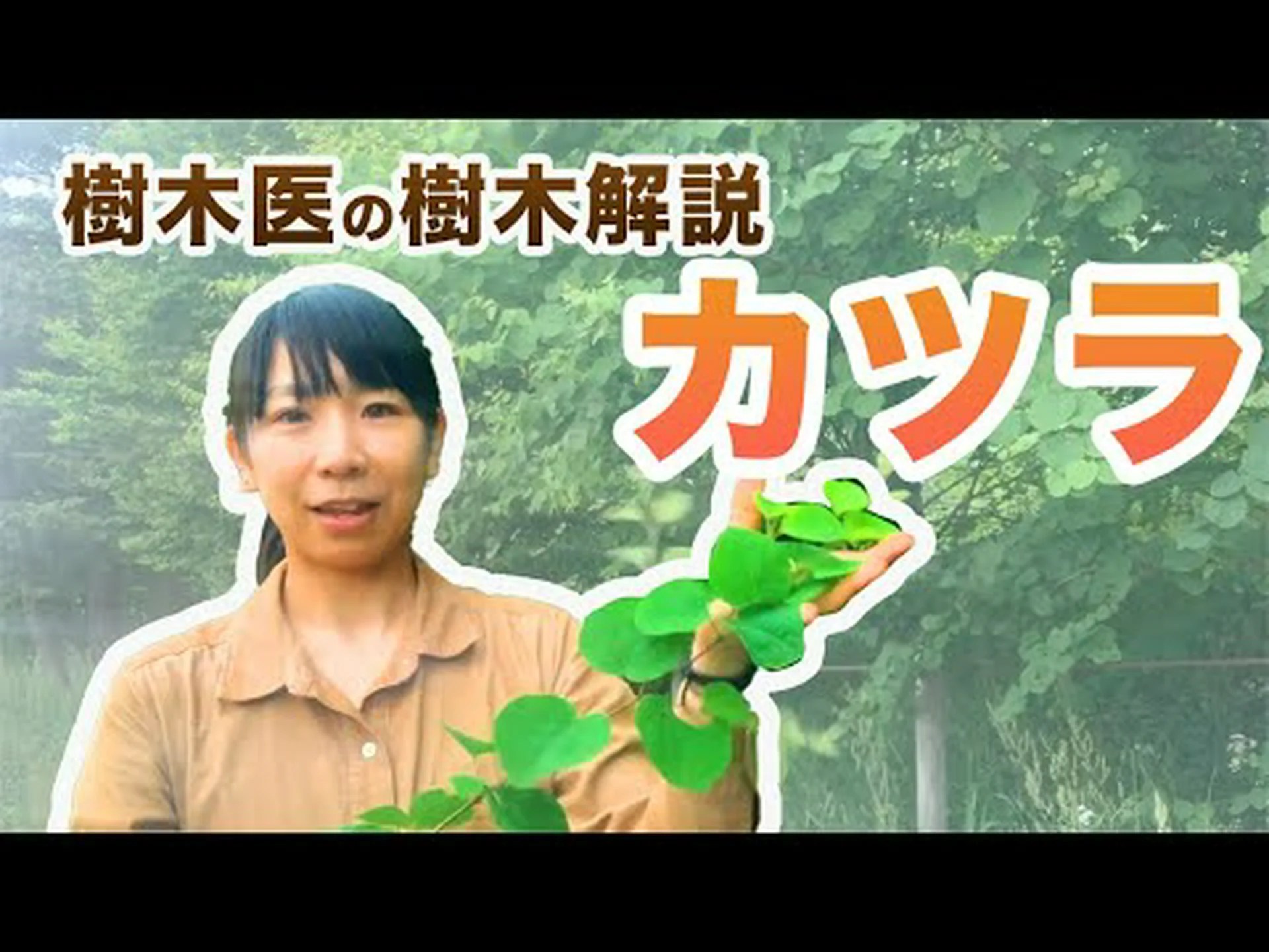 かつらの木、フステット かつらの木、フステット